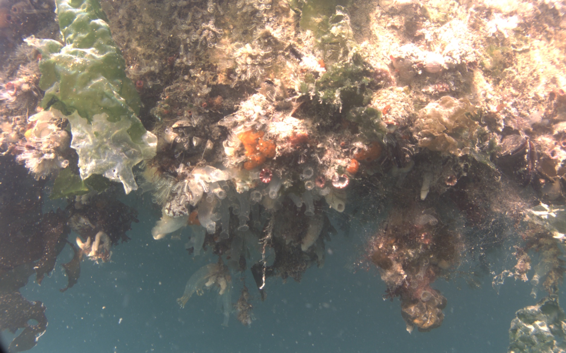 Close-up of a submerged surface covered in fouling growth — sea squirts, algae and encrusting organisms
