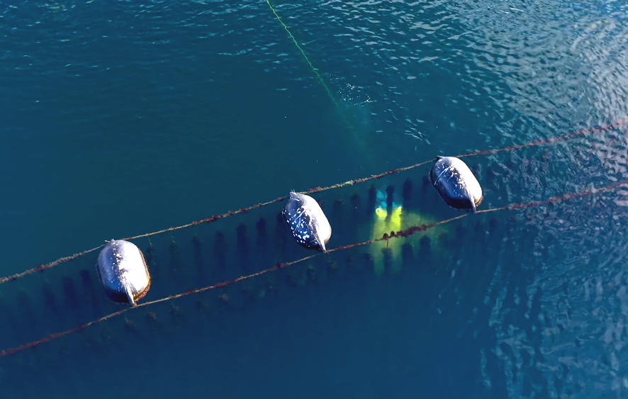 Aerial view of a mussel longline, with the UWAI vehicle scanning the dropper ropes below the surface