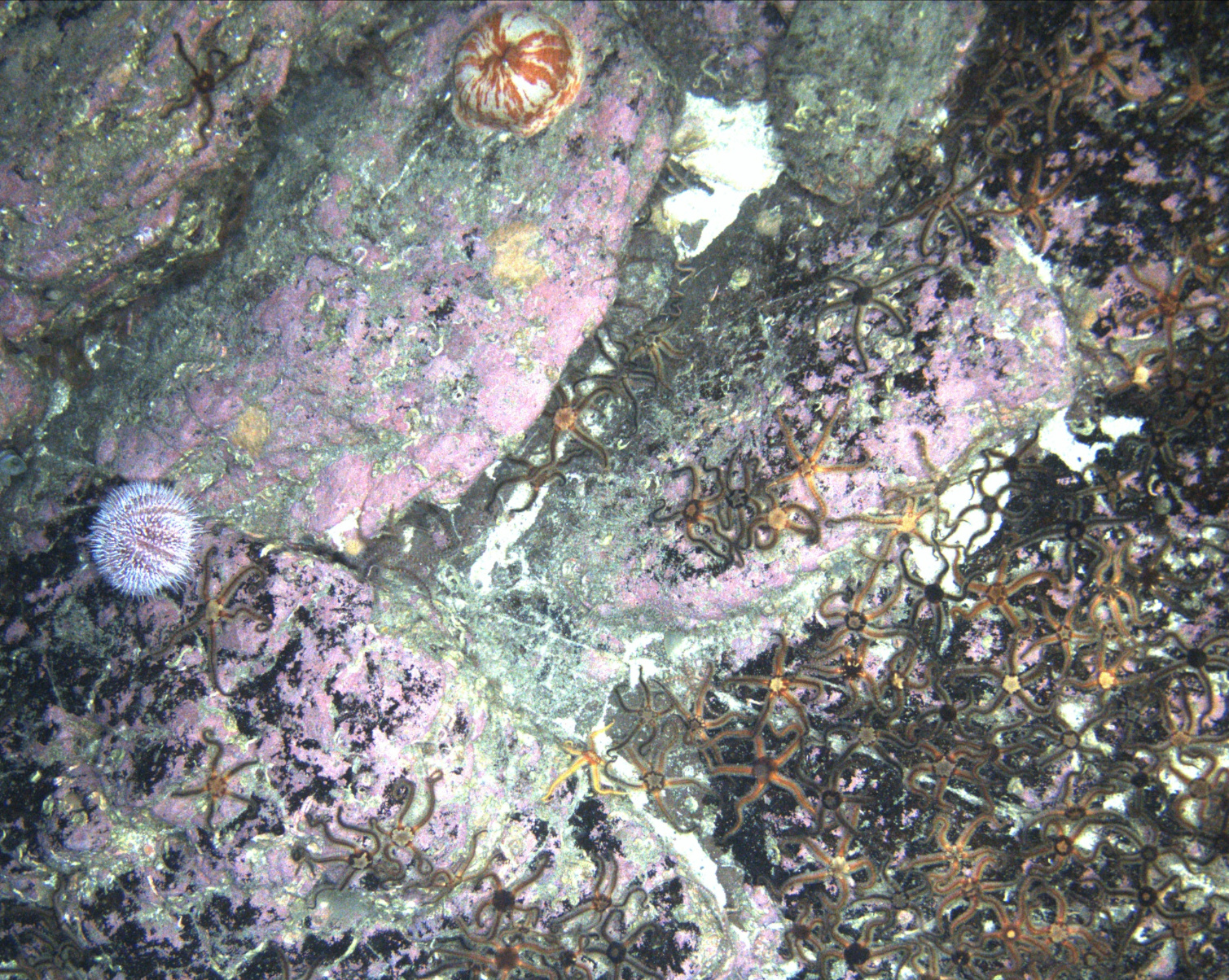 Reef Inspections — Crayfish, Seaweed & Sea-Urchins