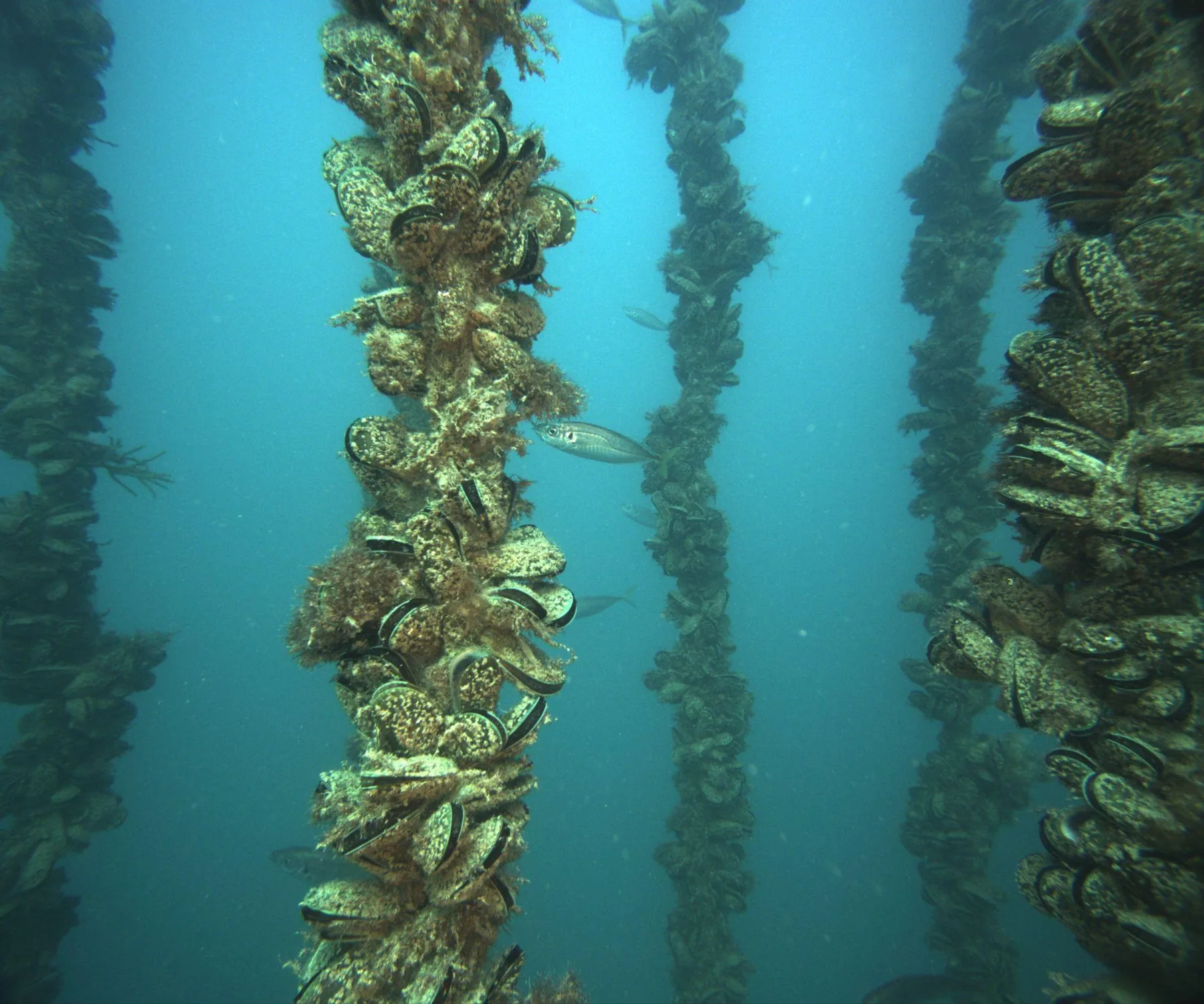 Mussel crop growing on dropper ropes, photographed underwater by the survey vehicle