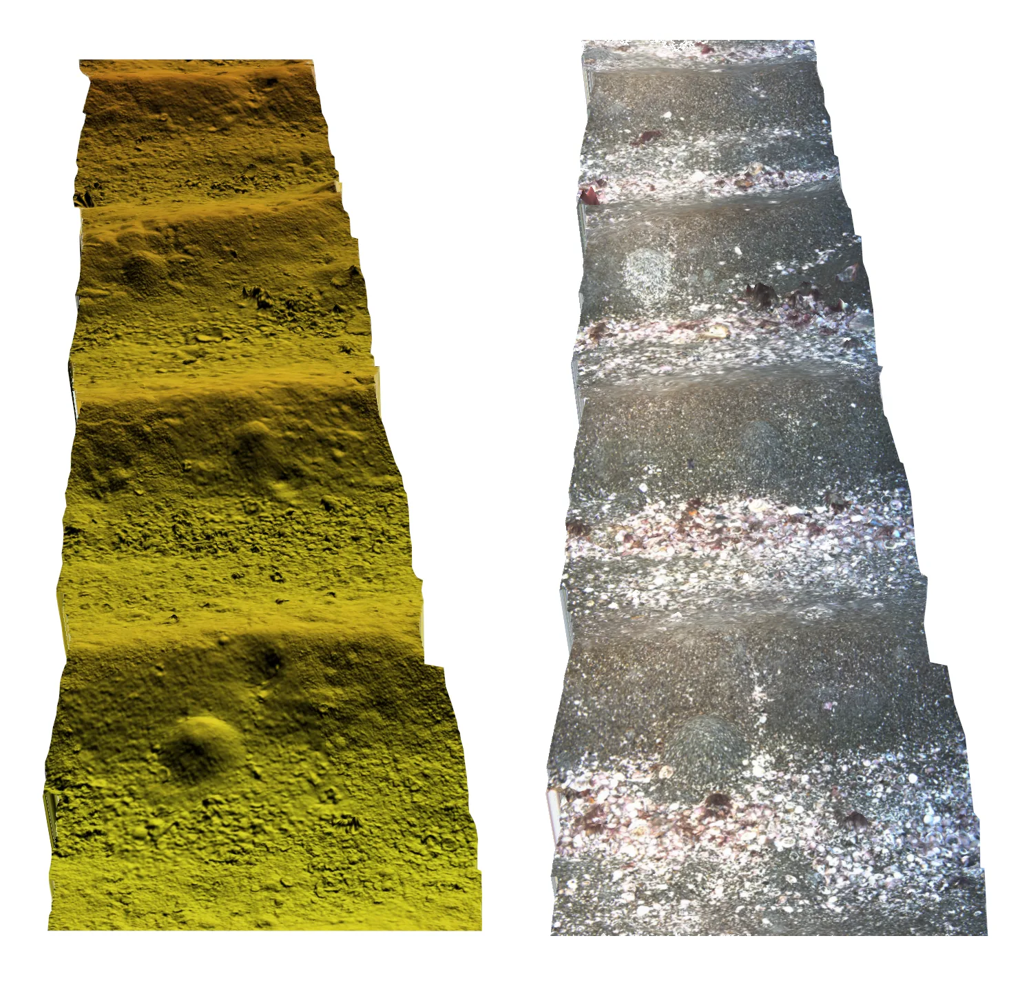 The same seabed transect shown as a 3D elevation model on the left and a true-colour photomosaic on the right