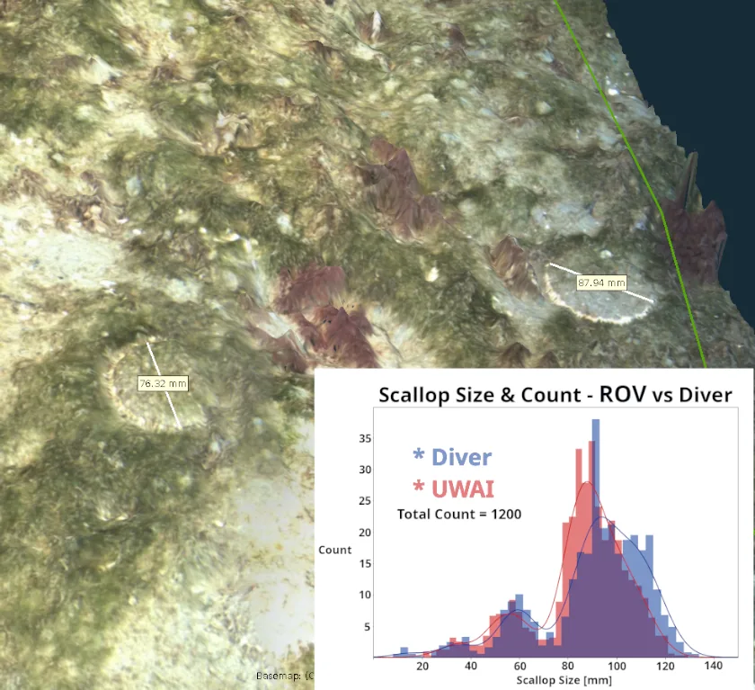 Scallops measured on a 3D seabed model, with an inset chart comparing UWAI and diver scallop size counts